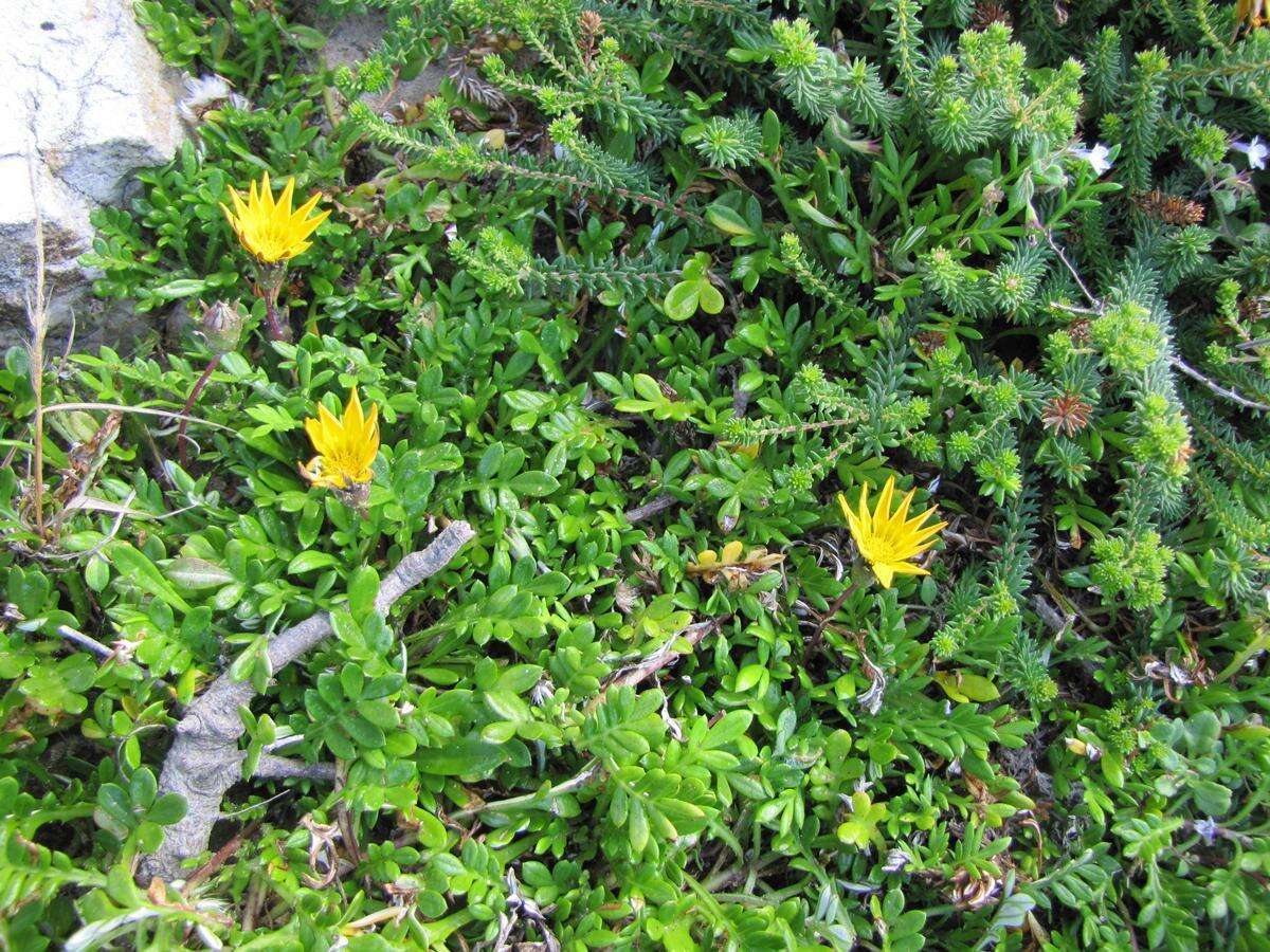 Image of Gazania maritima Levyns