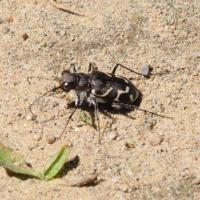 Image of Cicindela (Cicindela) tranquebarica tranquebarica Herbst 1806