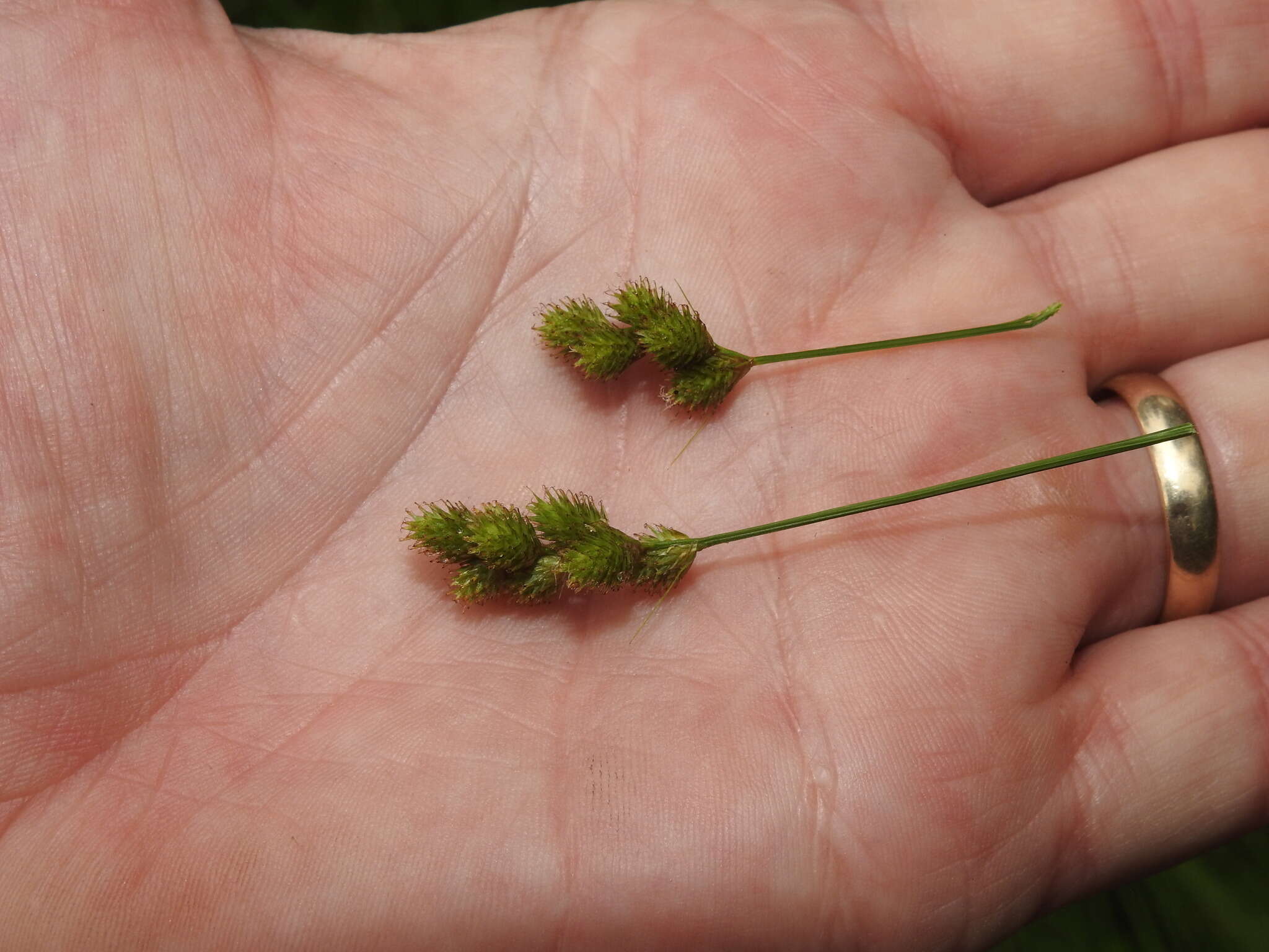 Image of Bebb's sedge