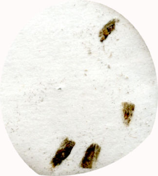 Image of <i>Mnesarchaea acuta</i> Philpott 1929