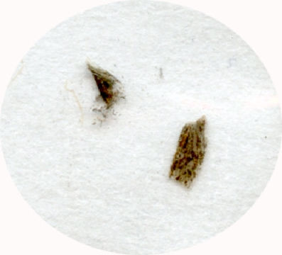 Image of <i>Mnesarchaea acuta</i> Philpott 1929