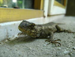 Image of Sceloporus melanorhinus calligaster Smith 1942