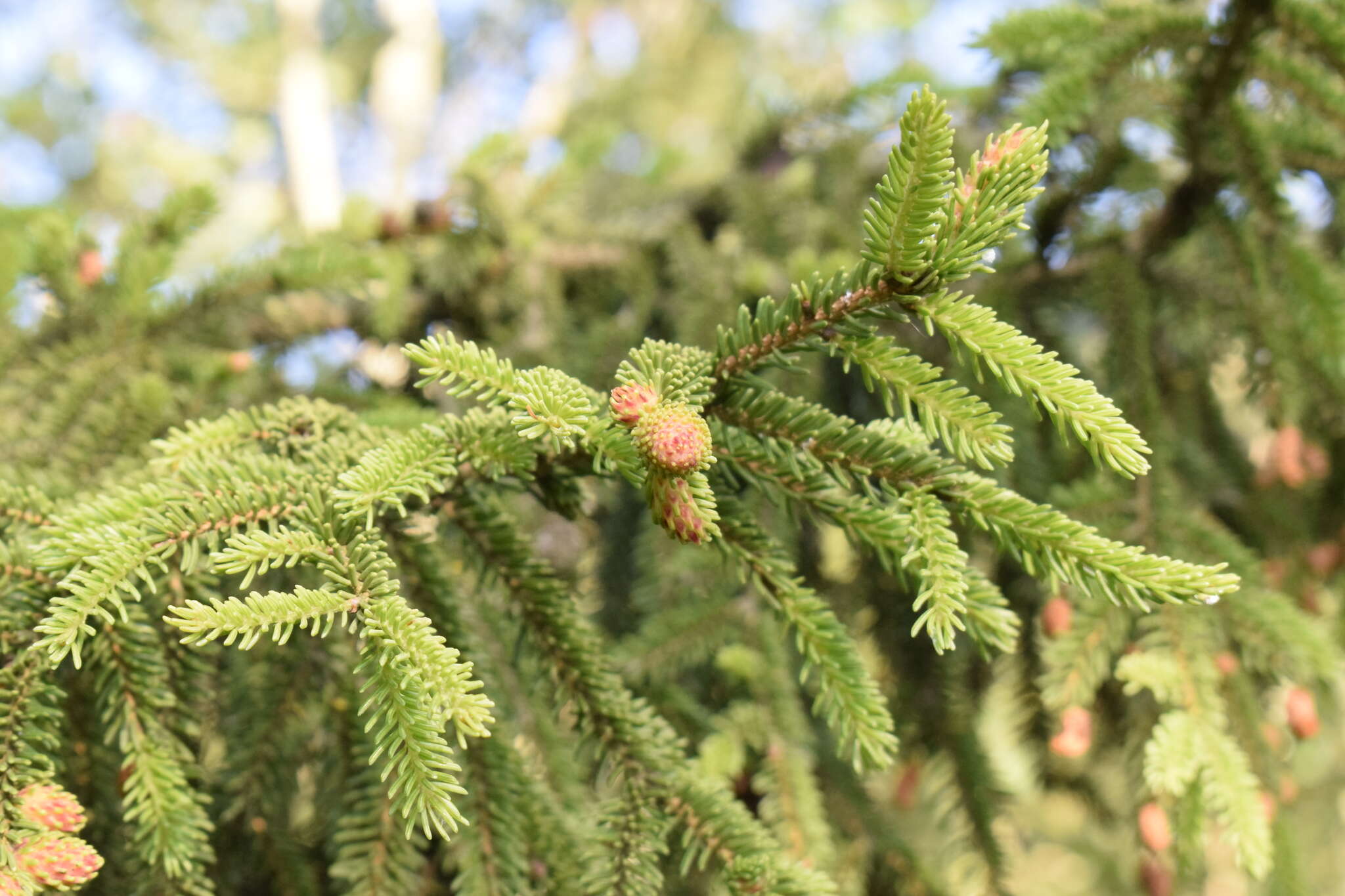 Image of Caucasian Spruce