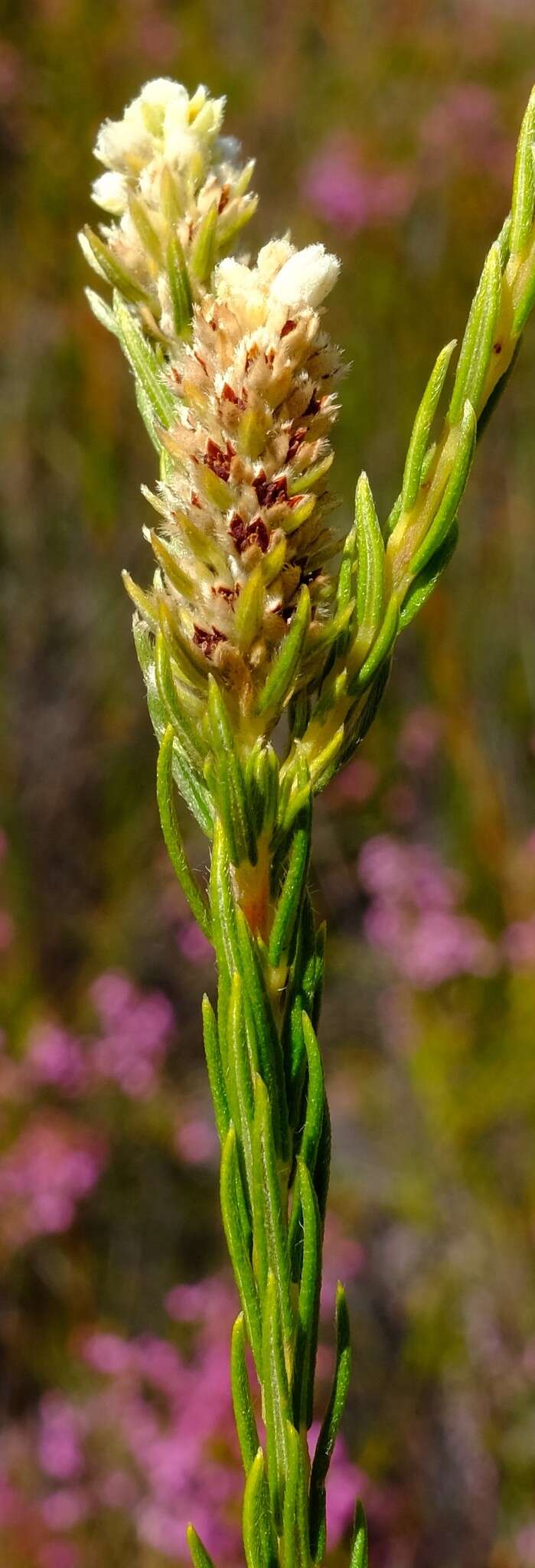 Image of Phylica excelsa var. papillosa (Wendl.) Sond.