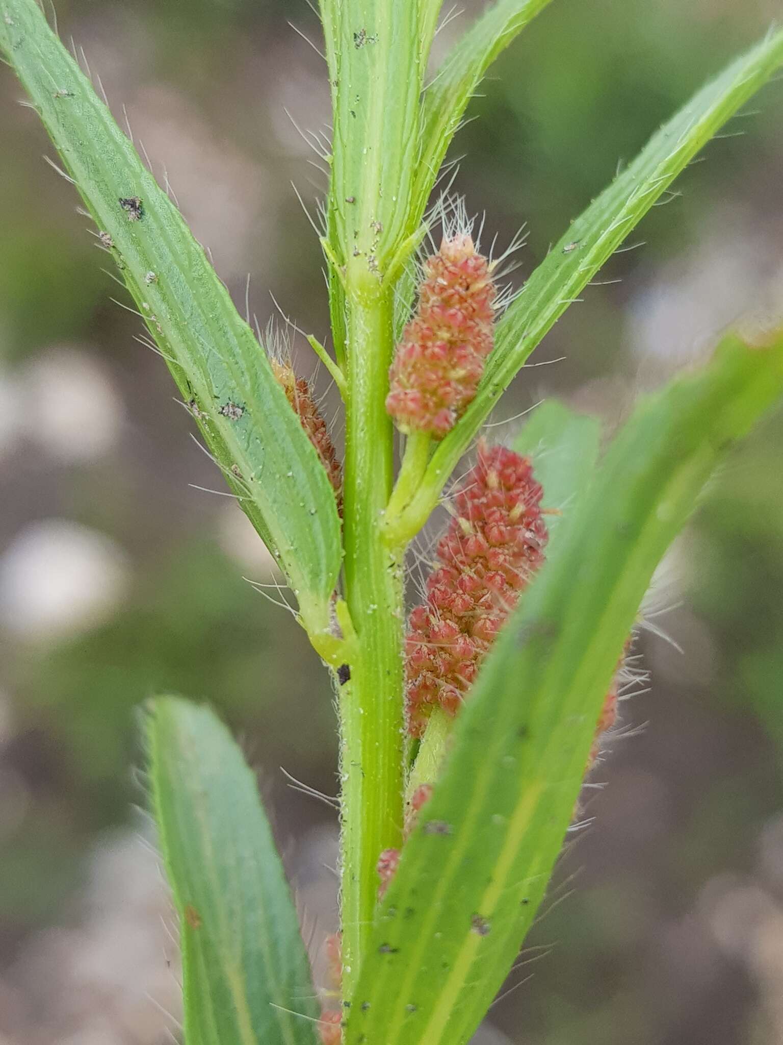 Acalypha caperonioides Baill. resmi