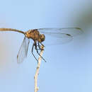 Image of Elasmothemis constricta (Calvert 1898)