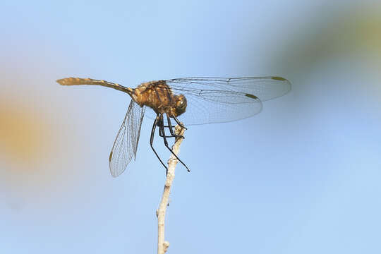 Image of Elasmothemis Westfall 1988