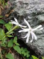 Image of Silene fortunei Vis.