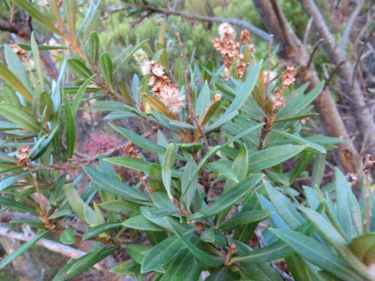 Imagem de Brachylaena neriifolia (L.) R. Br.