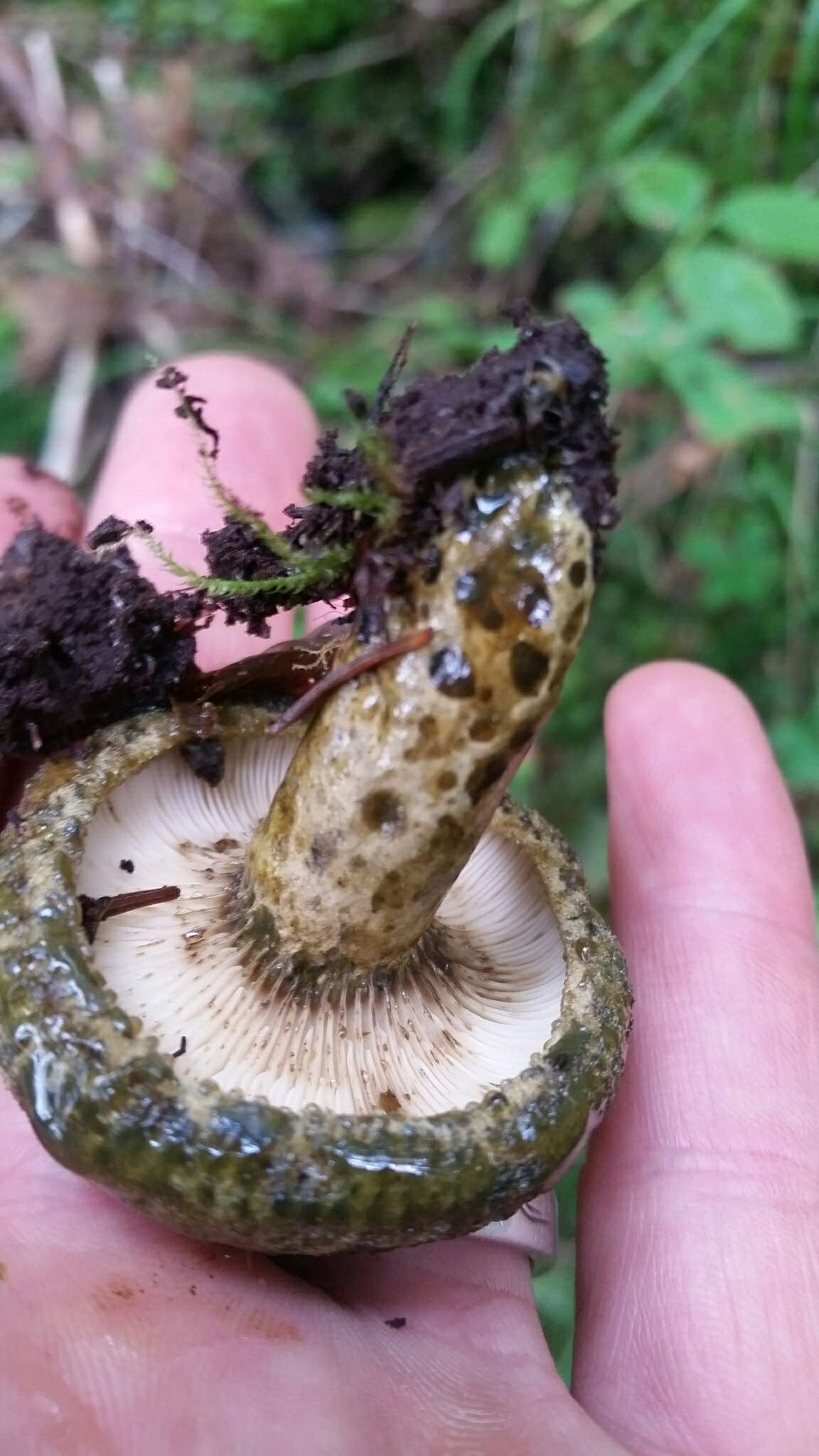 Слика од Lactarius olivaceoumbrinus Hesler & A. H. Sm. 1979