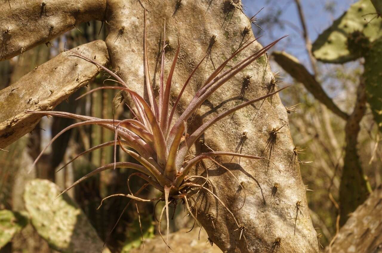 Imagem de Tillandsia brachycaulos Schltdl.