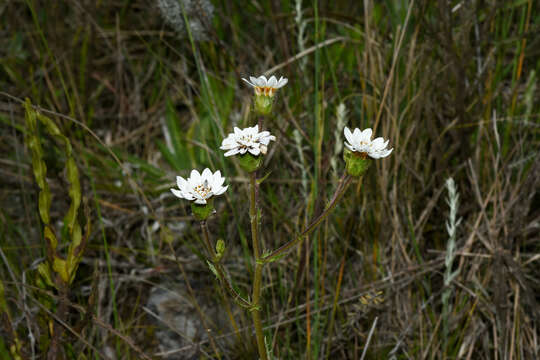 Image of Perezia squarrosa (Vahl) Less.