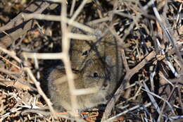 Image of African karoo rats