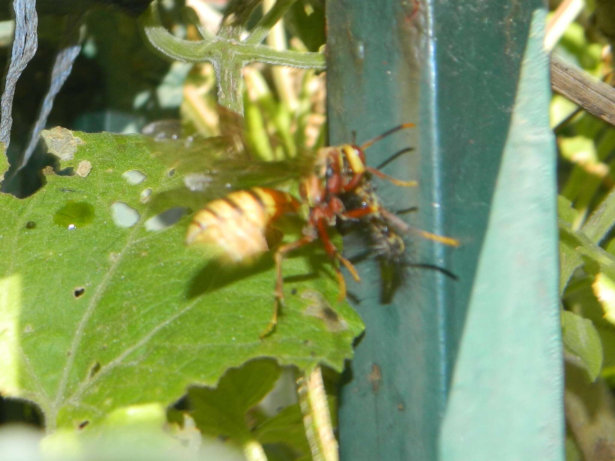 Image of Polistes cavapyta de Saussure 1853