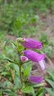 Penstemon gentianoides (Kunth) Poir.的圖片