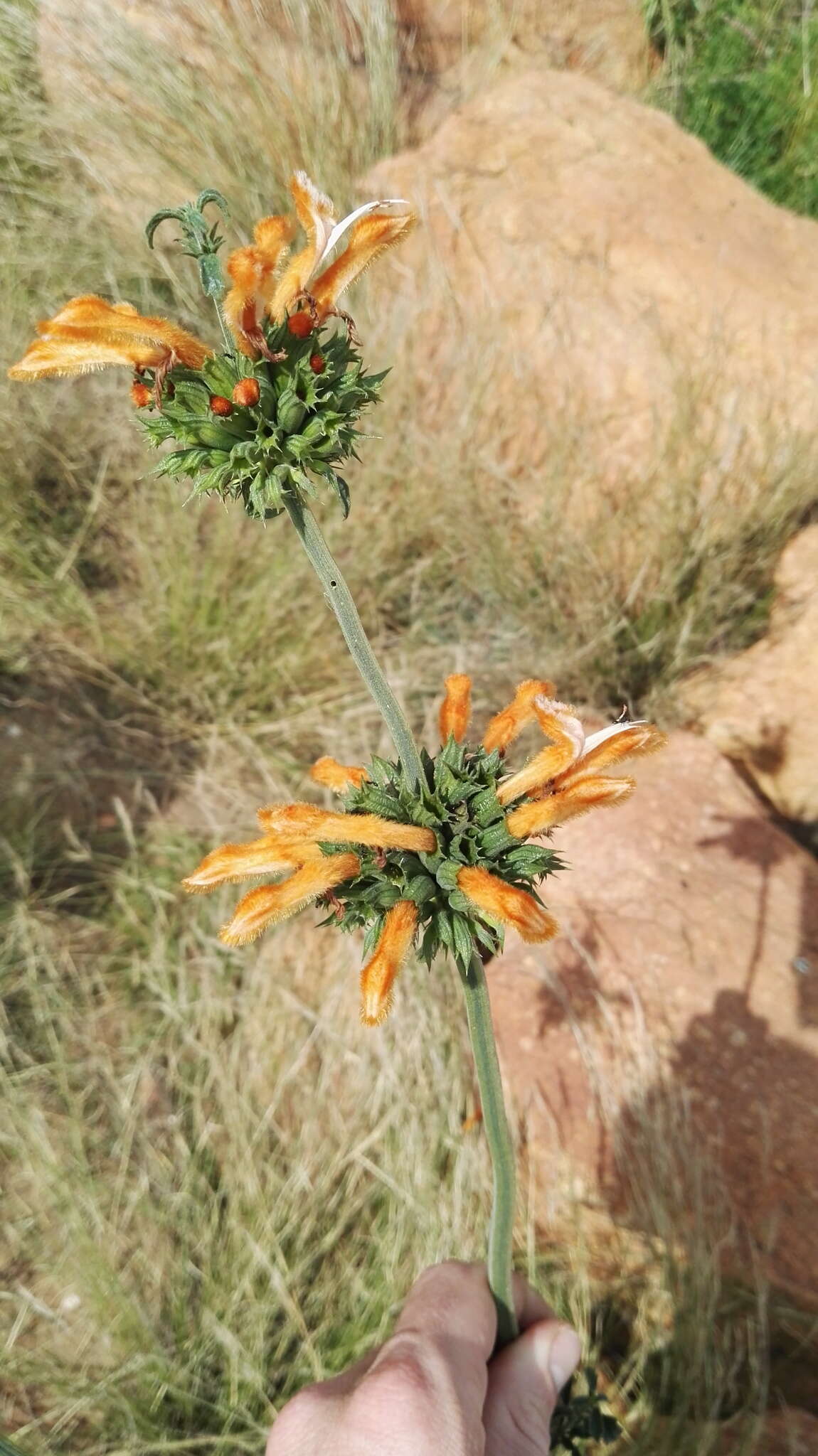 Image of Leonotis ocymifolia var. schinzii (Gürke) Iwarsson