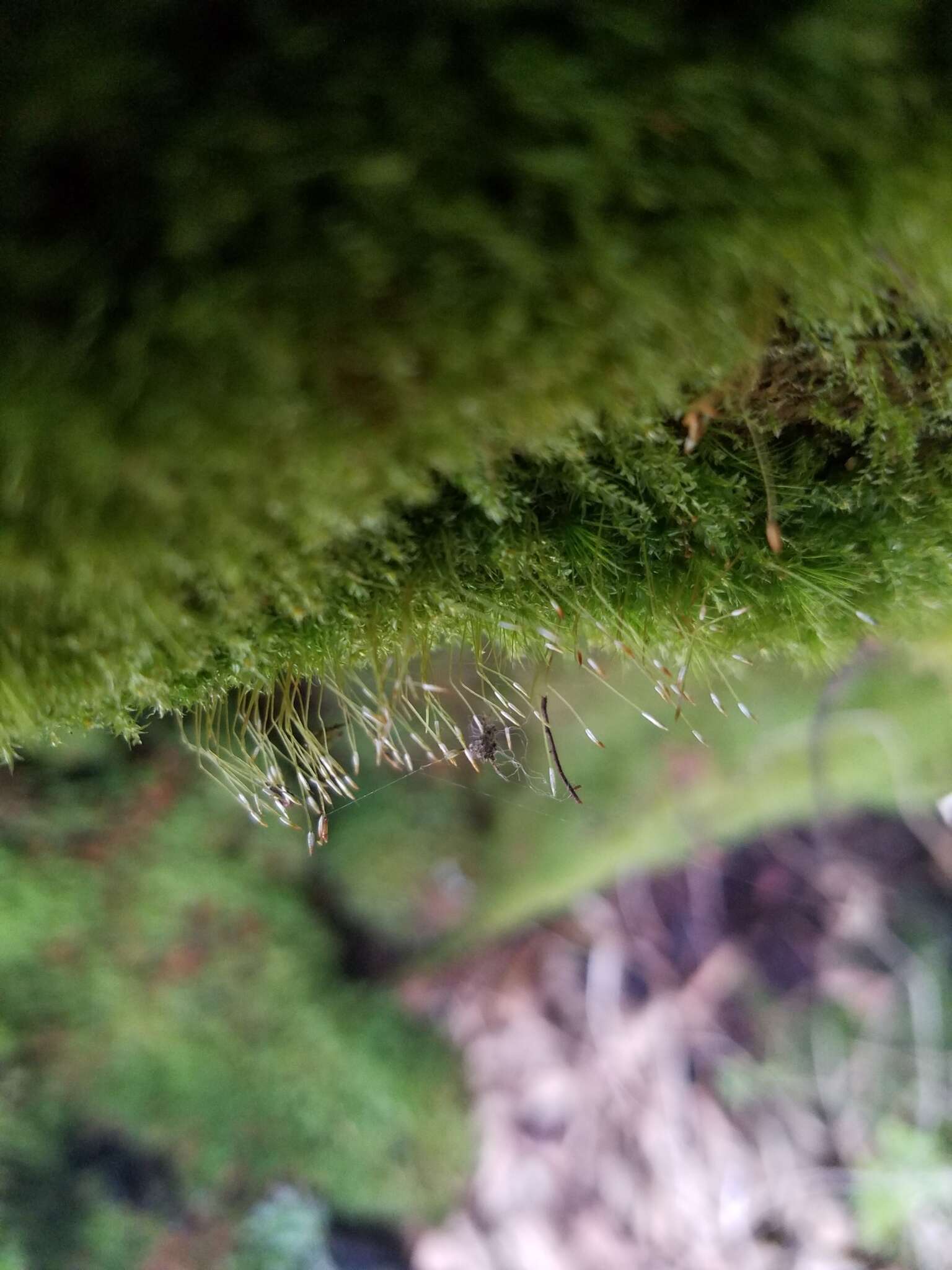 Image of tetraphis moss