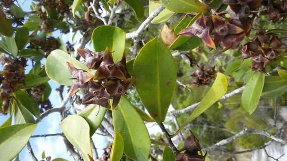 Image of Foetidia obliqua Blume