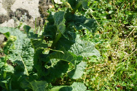 Image of Verbascum pyramidatum Bieb.