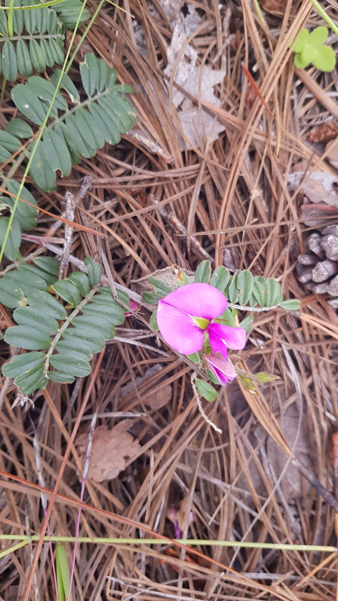 Imagem de Tephrosia multifolia Rose