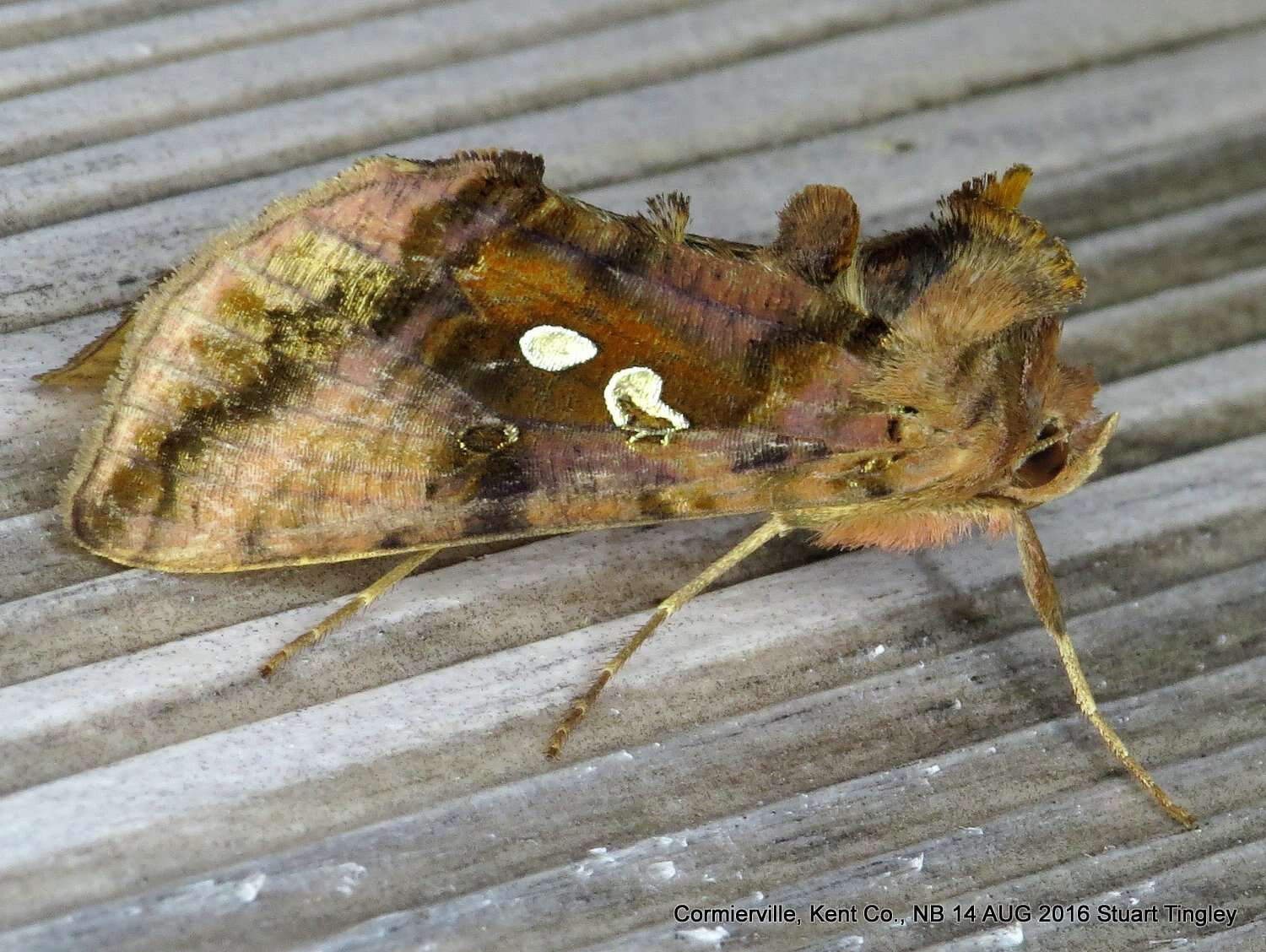 Image of Two-spotted Looper Moth, Twin Gold Spot