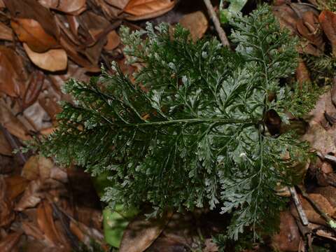 Image of Killarney fern