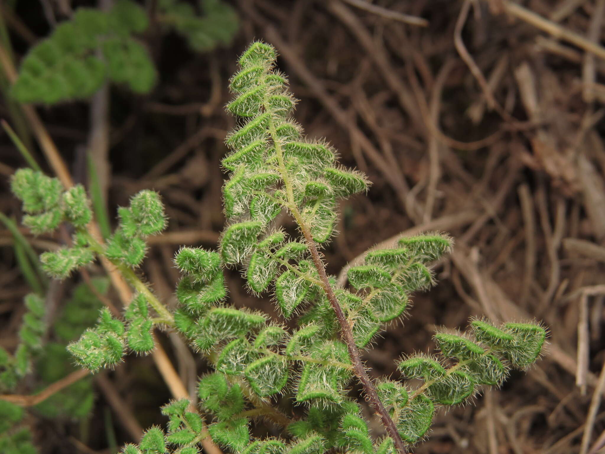 Sivun Adiantum thalictroides var. hirsutum (Hook. & Grev.) Sota kuva