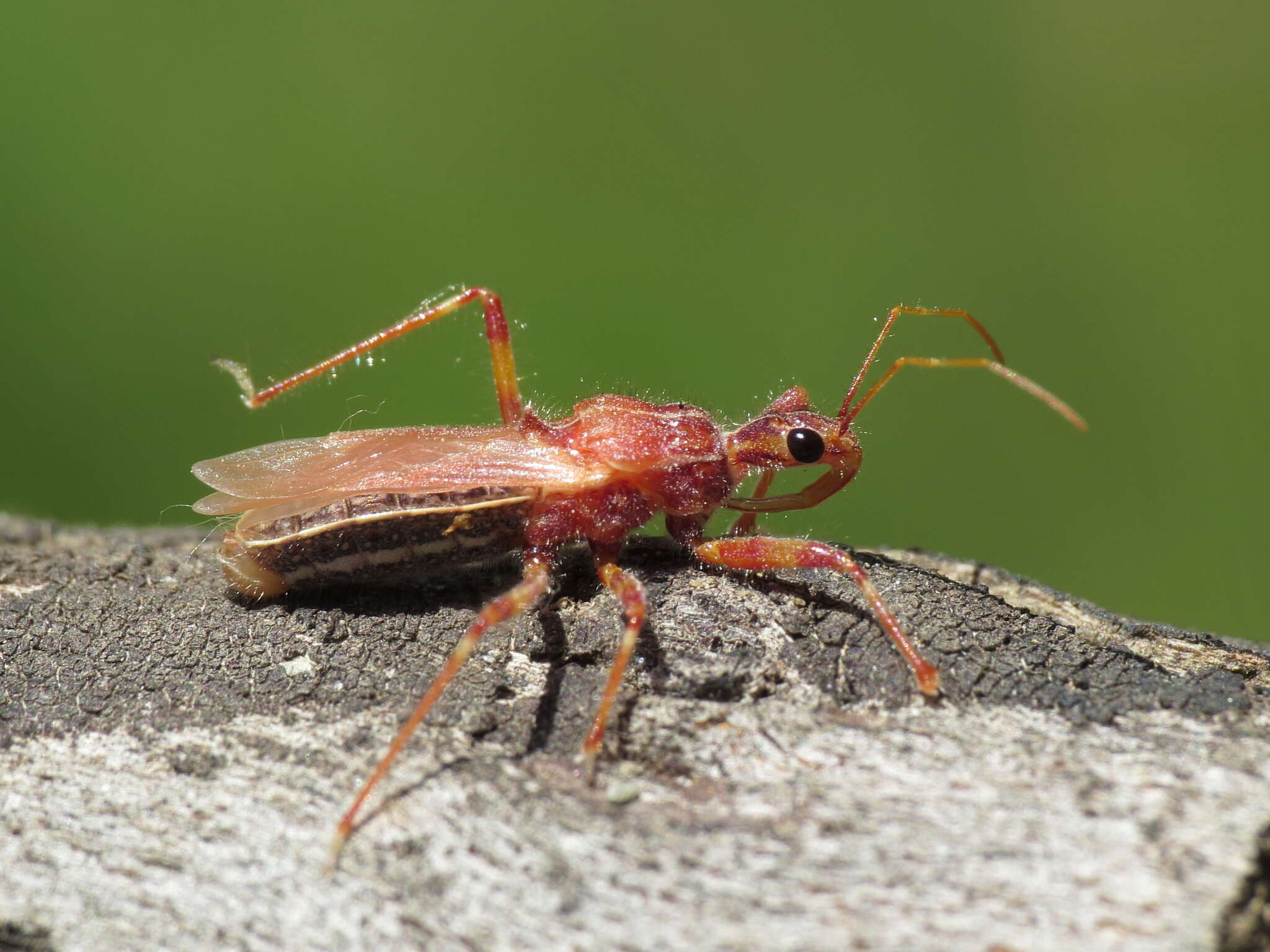 Image of Coranus pericarti P. Putshkov 1994