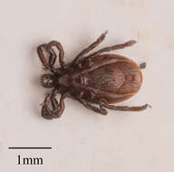 Sivun Ixodes pacificus Cooley & Kohls 1943 kuva