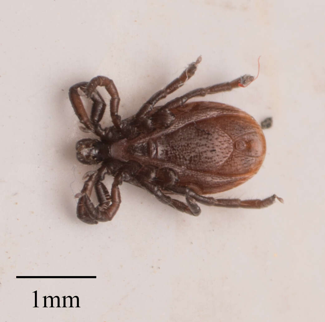 Sivun Ixodes pacificus Cooley & Kohls 1943 kuva