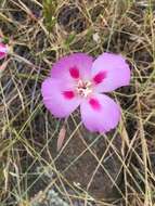 Imagem de Clarkia gracilis subsp. sonomensis (C. L. Bitchc.) F. H. Lewis & M. E. Lewis