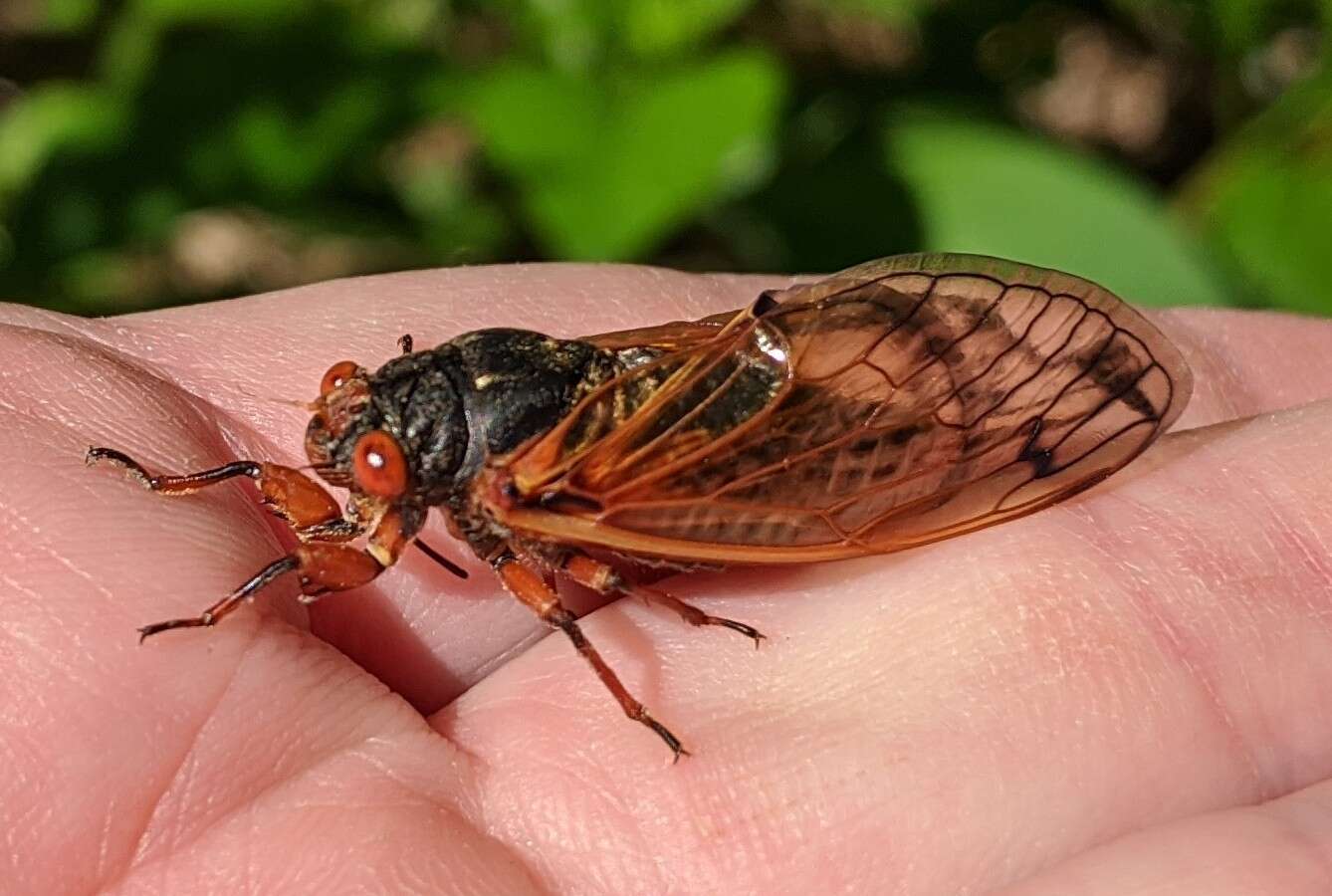 Image of Magicicada cassinii (Fisher & J. C. 1852)