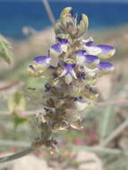 Image of Marina maritima (Brandegee) Barneby