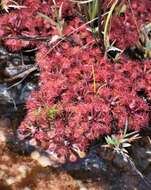 Image of Drosera kaieteurensis Brumm.-Ding.