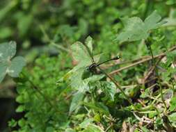 Asiagomphus hainanensis (Chao 1953) resmi