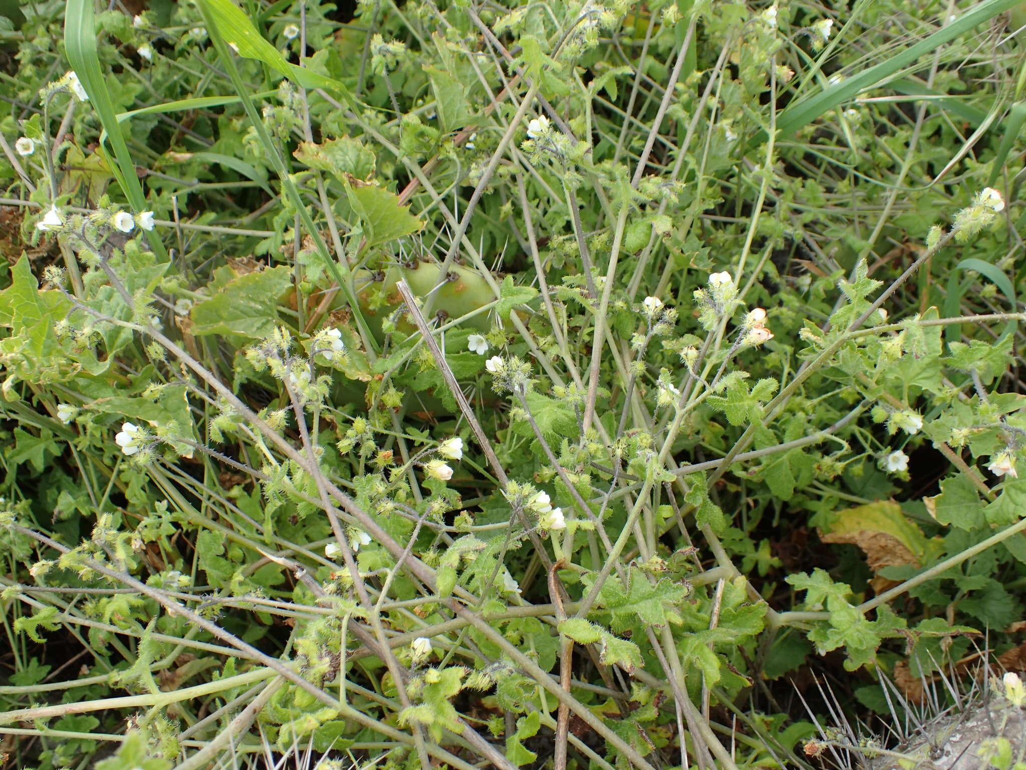 Image of racemed fiestaflower