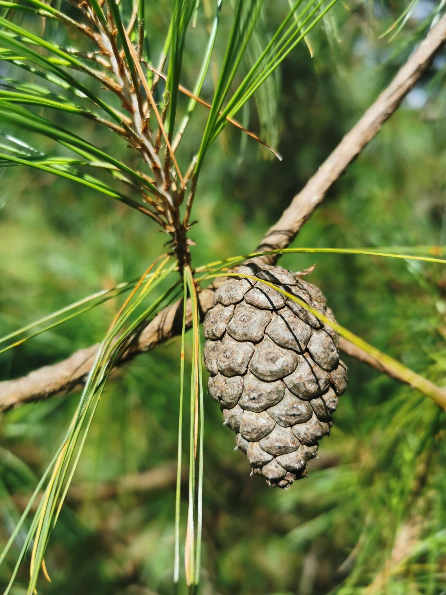 Image of Pinus leiophylla var. leiophylla