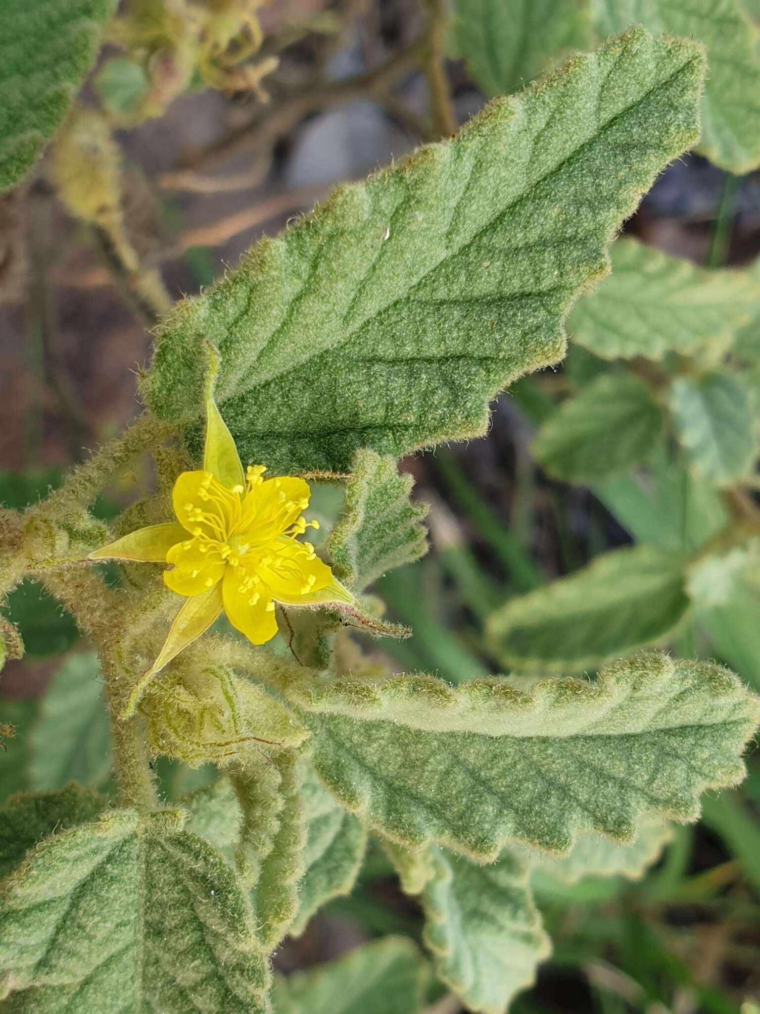 Image of Corchorus kirkii N. E. Br.