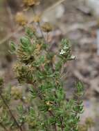 Image of Thymus capitellatus Hoffmanns. & Link