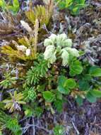 Image of Yellow Mountain-Heath