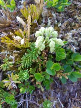 Image of Yellow Mountain-Heath