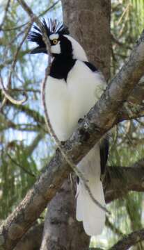 Imagem de Cyanocorax dickeyi Moore & RT 1935