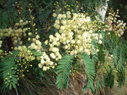 Imagem de Acacia schinoides Benth.