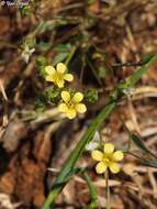 Linum corymbulosum Rchb. resmi