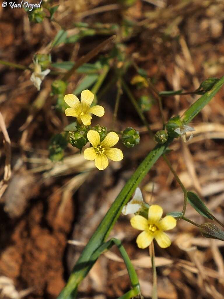 Linum corymbulosum Rchb. resmi