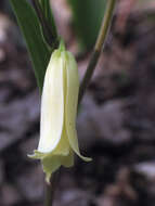 Image of mountain bellwort