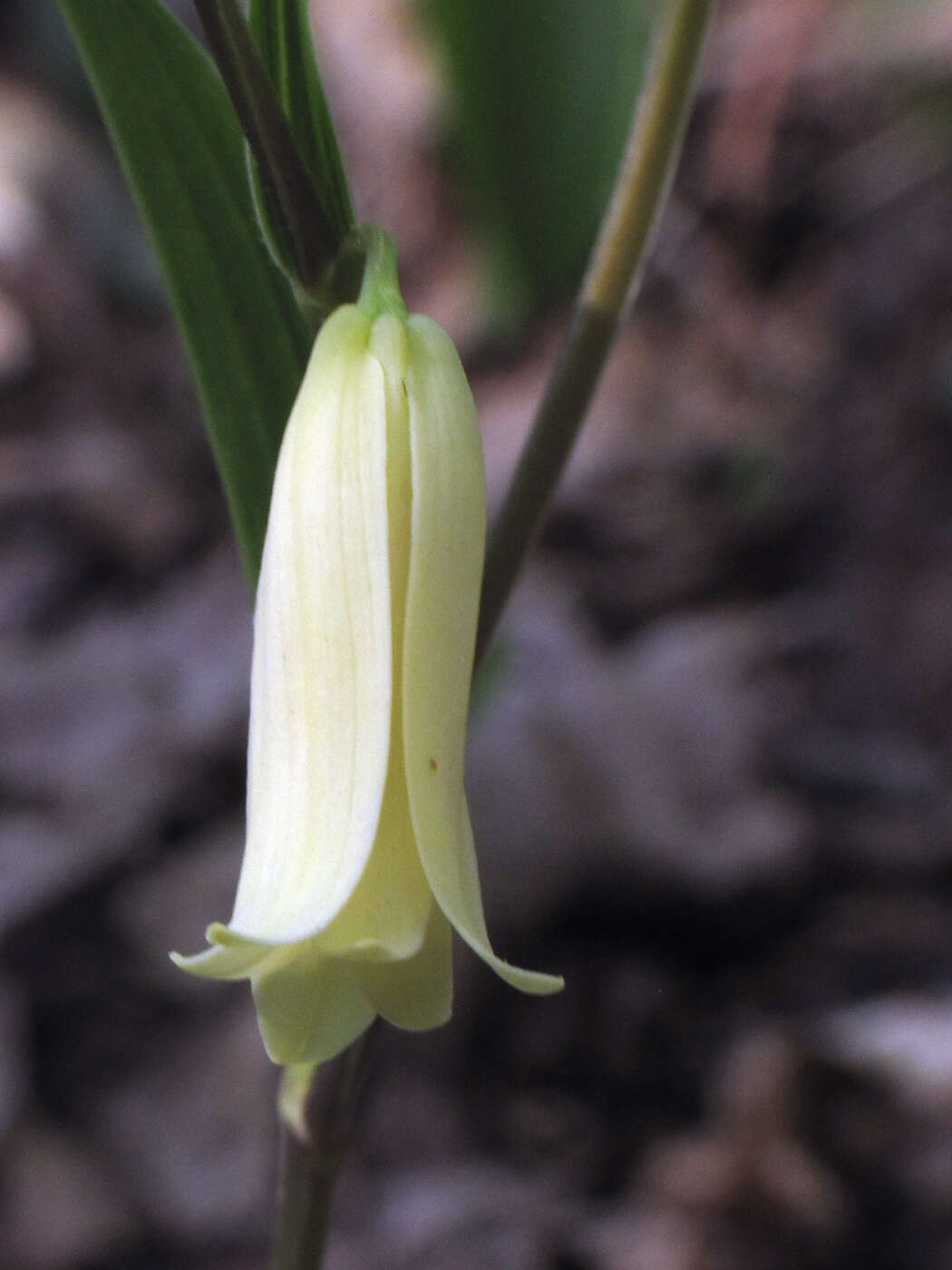 Image of mountain bellwort