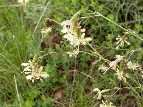 Image de Silene saxatilis Sims