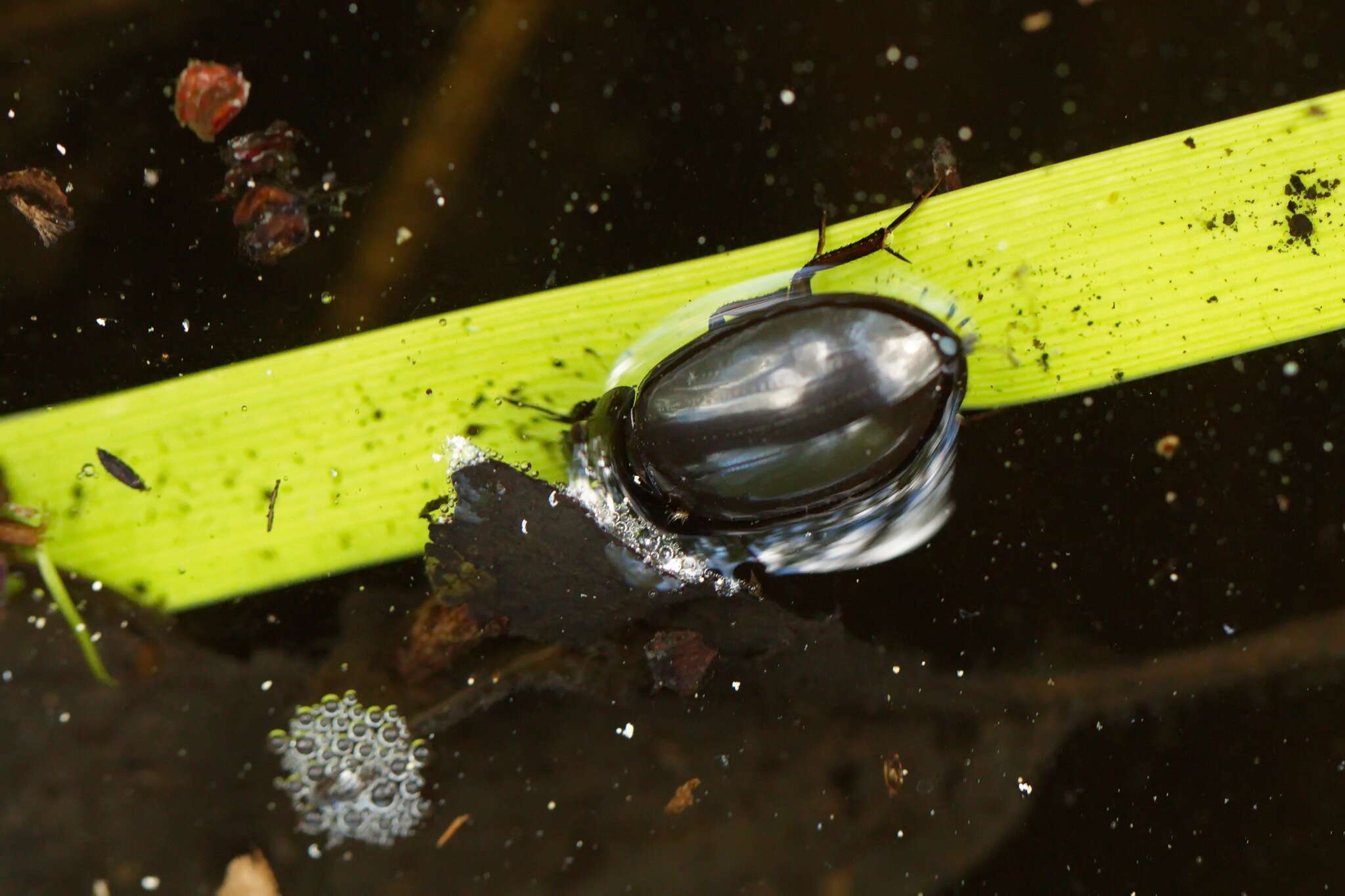 Image of Lesser silver water beetle