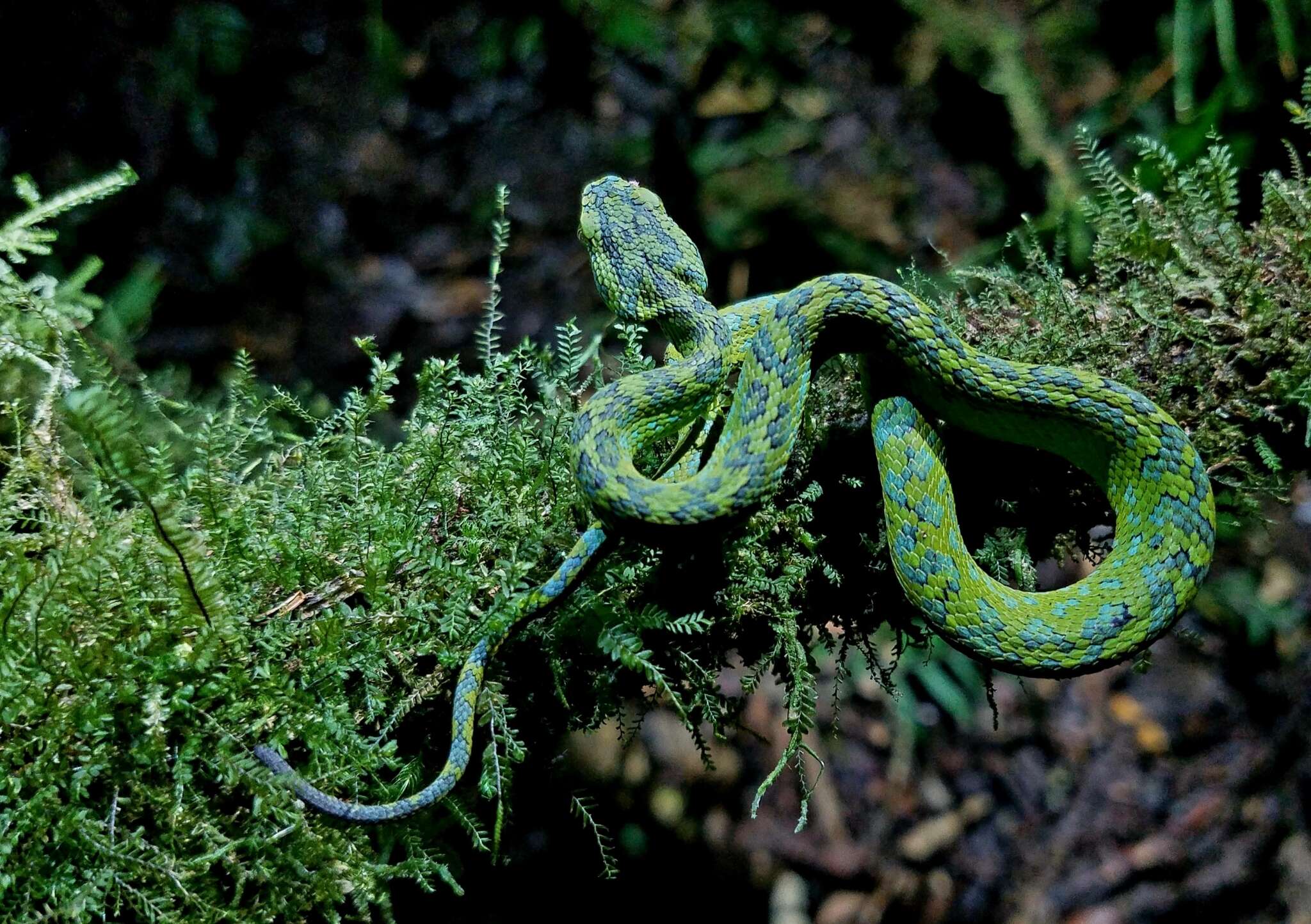 Image of Bothriechis thalassinus Campbell & H. M. Smith 2000